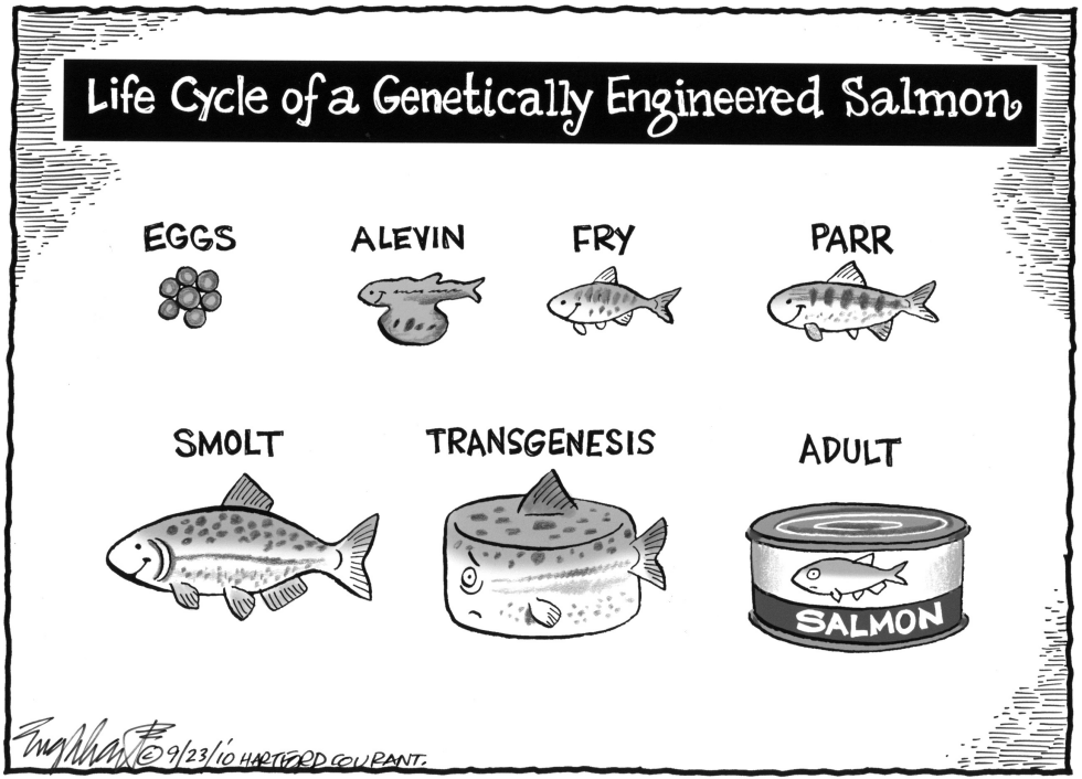 Genetically Engineered Salmon