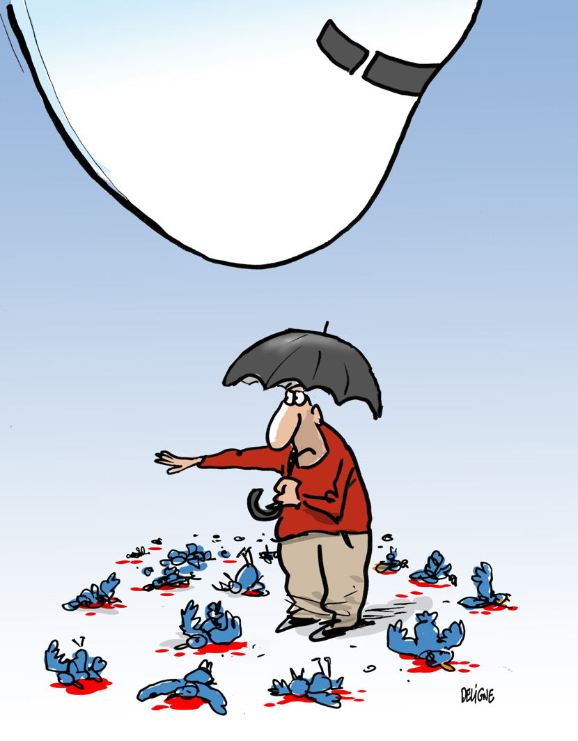Its raining Birds