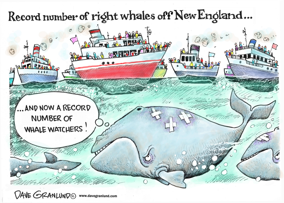 Right whales off New England