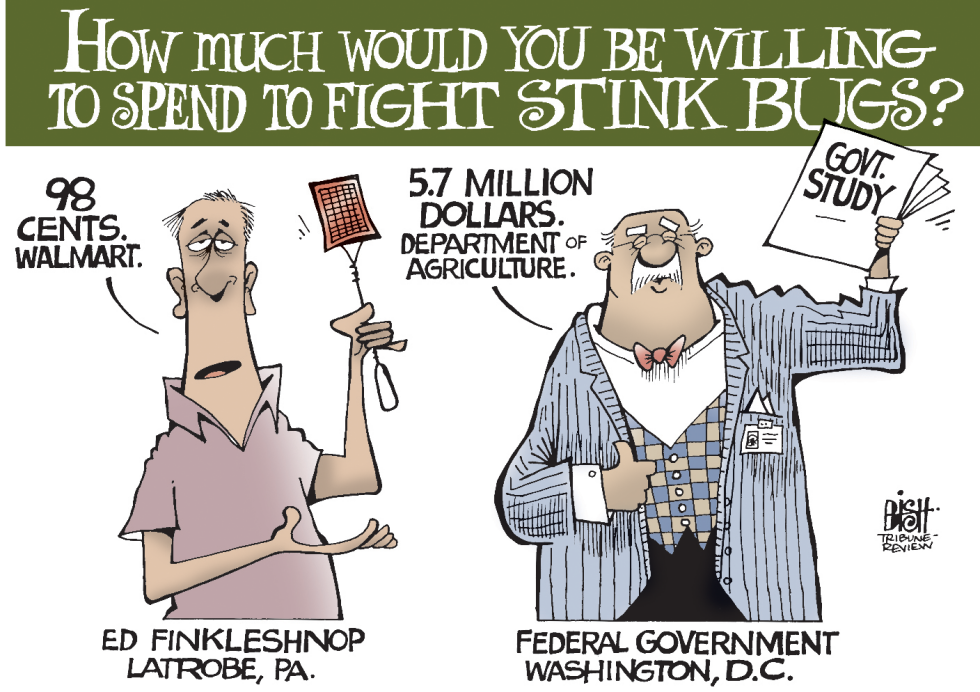 STINK BUGS, COLOR